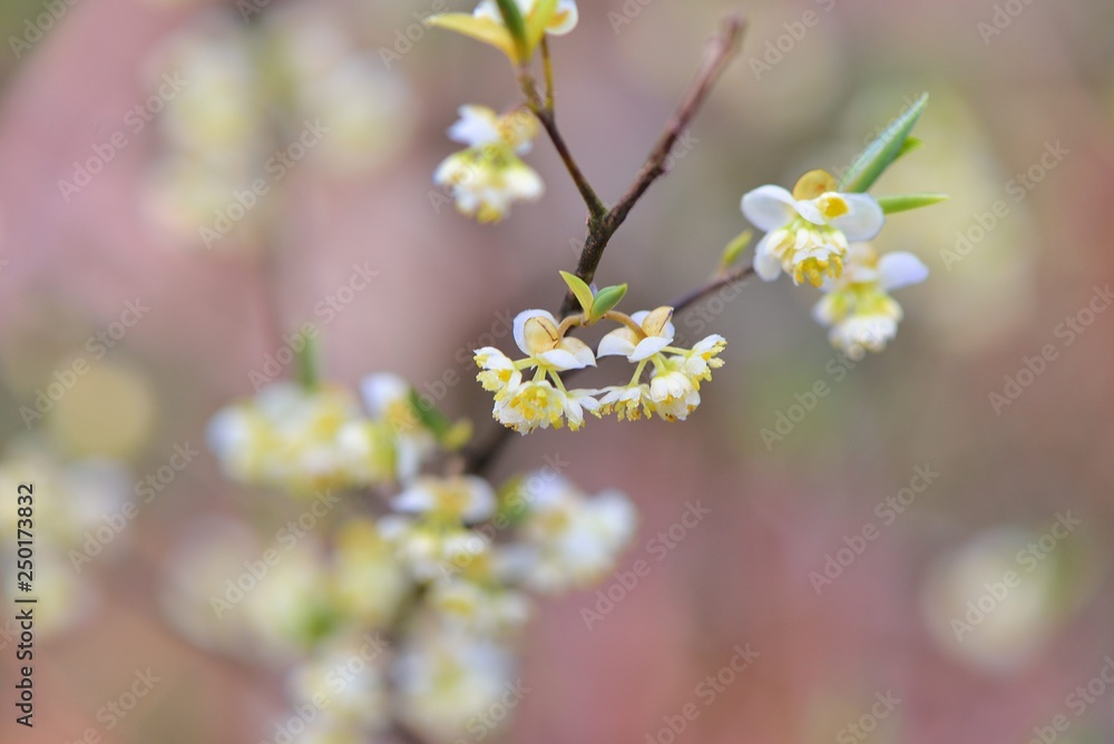 Wild pepper(Litsea cubeba) flower bloom, spire stone in Hsinchu, Taiwan Wild pepper(Litsea cubeba) flower bloom, spire stone in Hsinchu, Taiwan