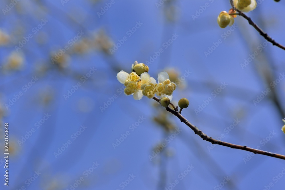 Wild pepper(Litsea cubeba) flower bloom, spire stone in Hsinchu, Taiwan Wild pepper(Litsea cubeba) flower bloom, spire stone in Hsinchu, Taiwan