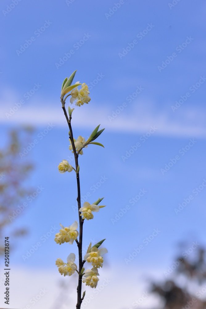 Obraz premium Wild pepper(Litsea cubeba) flower bloom, spire stone in Hsinchu, Taiwan