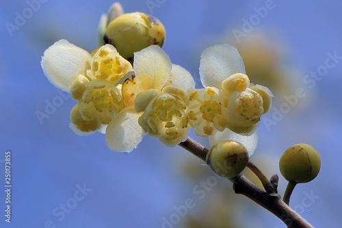 Wild pepper(Litsea cubeba) flower bloom, spire stone in Hsinchu, Taiwan photo