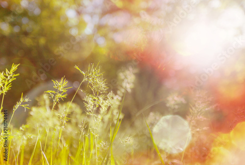 Fototapeta Naklejka Na Ścianę i Meble -  Sunny meadow