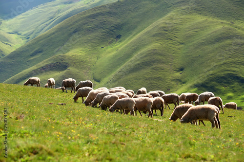 Green meadow with flock of sheep at Huizher Mountains of Kunming, Yunnan, China 