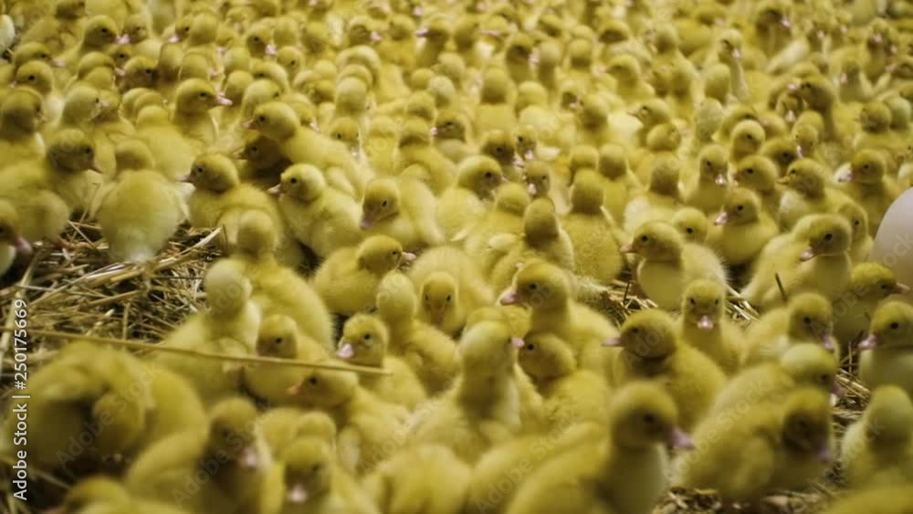Little ducklings running around the farm Little ducklings running around the farm