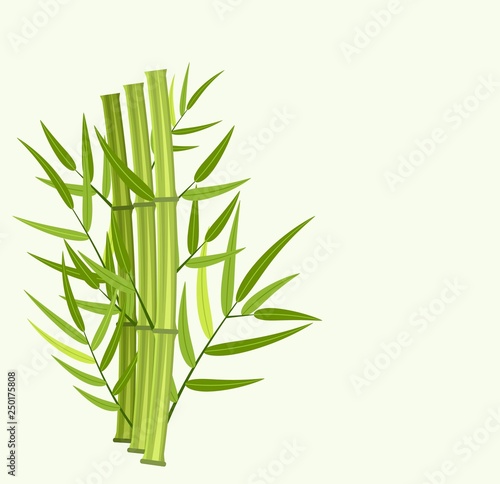 Vector green bamboo stems and leaves isolated on white background with copy space. Vector illustration in flat style