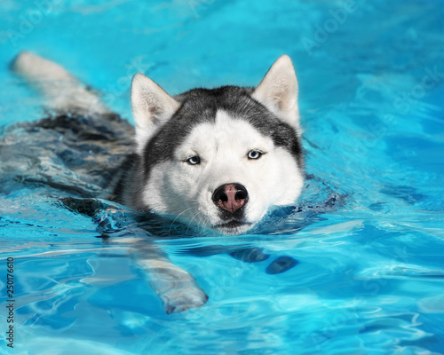 A mature Siberian husky male dog is swimming in a pool. He has grey and white fur and amazing blue eyes. The water has an azure and blue color, with waves and splashes. It's a sunny summer day.