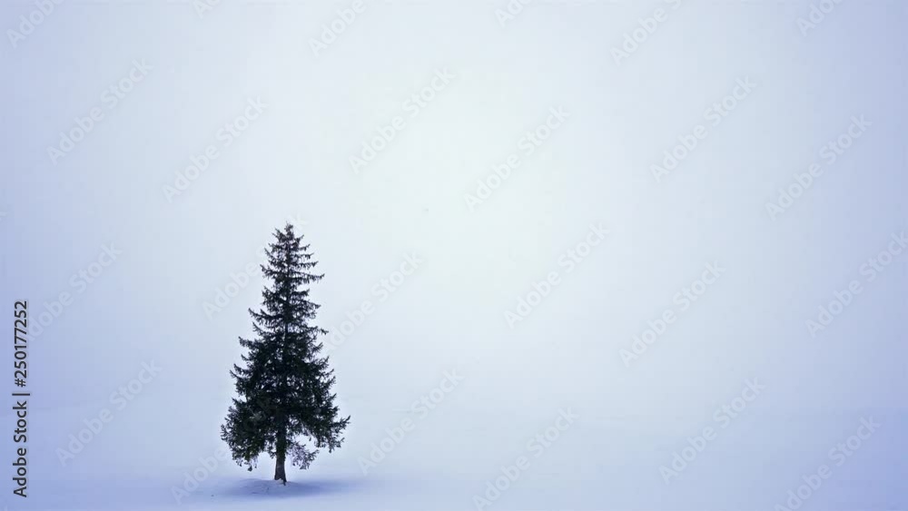 Falling snow in winter season with Christmas Tree Falling snow in winter season with Christmas Tree
