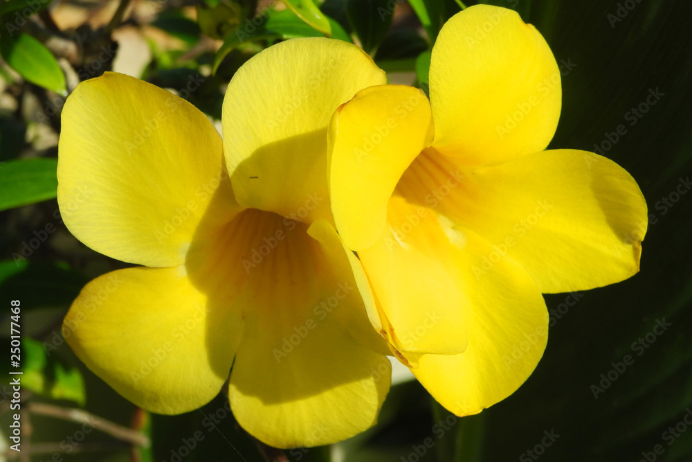 Fototapeta premium Tropical plant Turner (Turnera diffusa) with yellow flowers, Kerala, Kochi