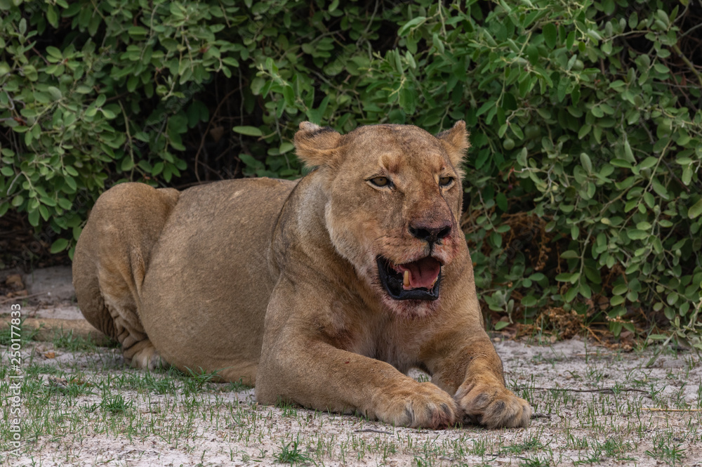Naklejka premium The Savuti North Pride lions roam in the Chobe National Park Botswana.