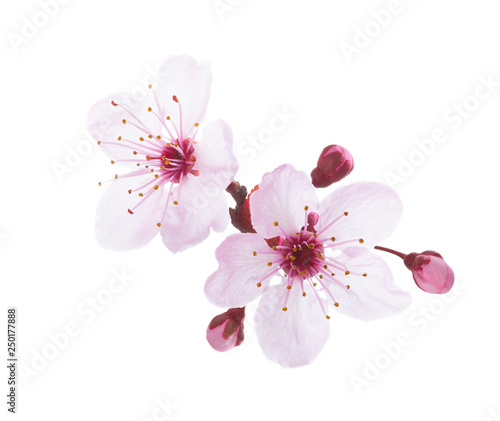 Branch in blossom isolated on white background. Plum.