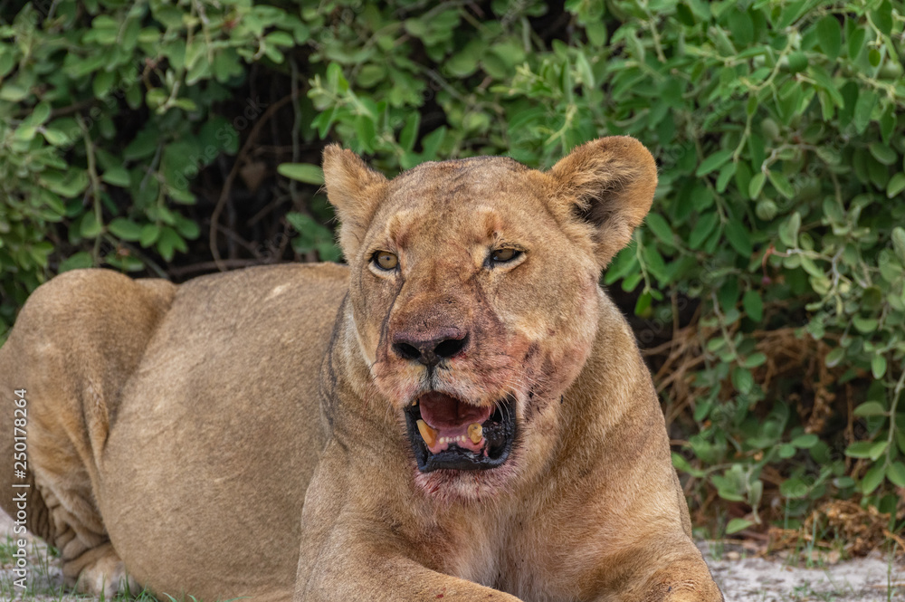 The Savuti North Pride lions roam in the Chobe National Park Botswana. The Savuti North Pride lions roam in the Chobe National Park Botswana.