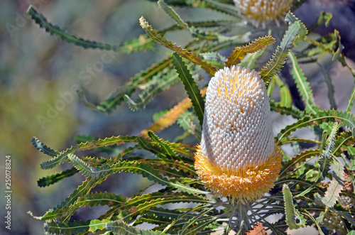 Unusual white and orange inflorescence of the Acorn Banksia, Banksia prionotes, family Proteaceae. Native to west coast of Western Australia.   photo