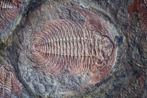 Exploration of trilobite fossil embedded in stone rock
