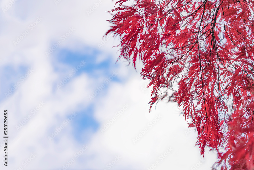 Beautiful autumn colors of Japanese maple tree iroha momiji leaves background in Tokyo public park in Japan Beautiful autumn colors of Japanese maple tree iroha momiji leaves background in Tokyo public park in Japan