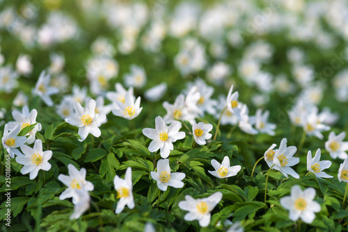 Fotografia, Obraz Spring wild flowers of wood anemone in the forest