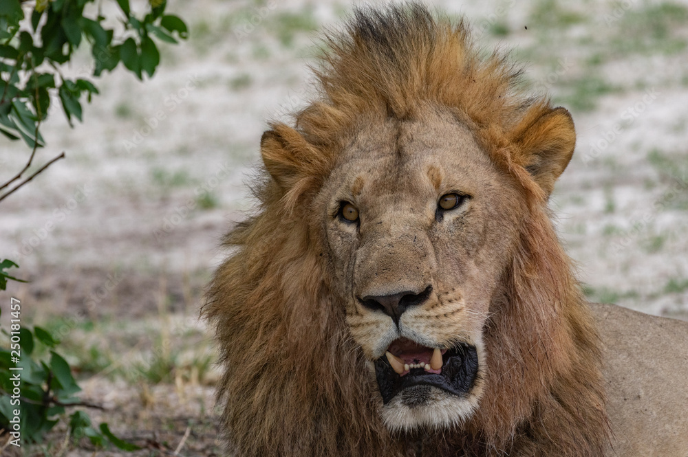 The Savuti North Pride lions roam in the Chobe National Park Botswana. The Savuti North Pride lions roam in the Chobe National Park Botswana.