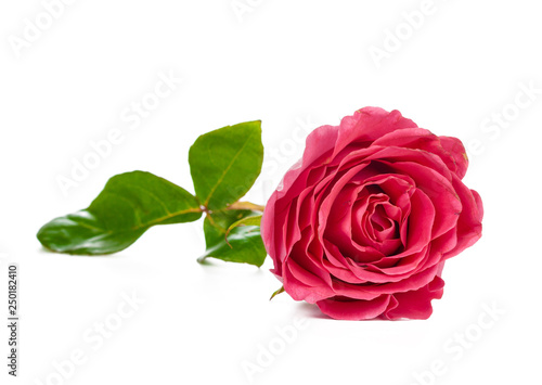 red rose with green leaves isolated on white background