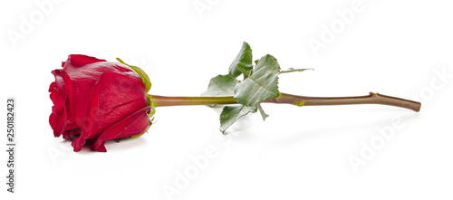 red rose with green leaves isolated on white background