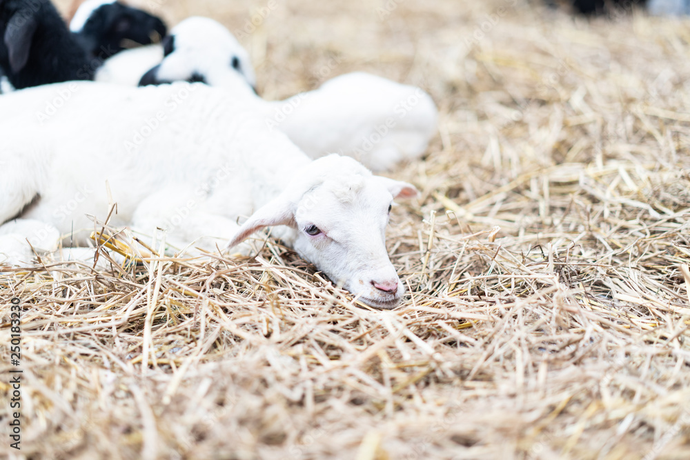 Lazy goat is sleepy in the farm stall. Lazy goat is sleepy in the farm stall.