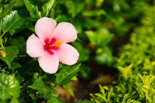 Pink rose-mallow in garden