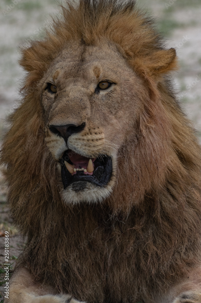 The Savuti North Pride lions roam in the Chobe National Park Botswana.