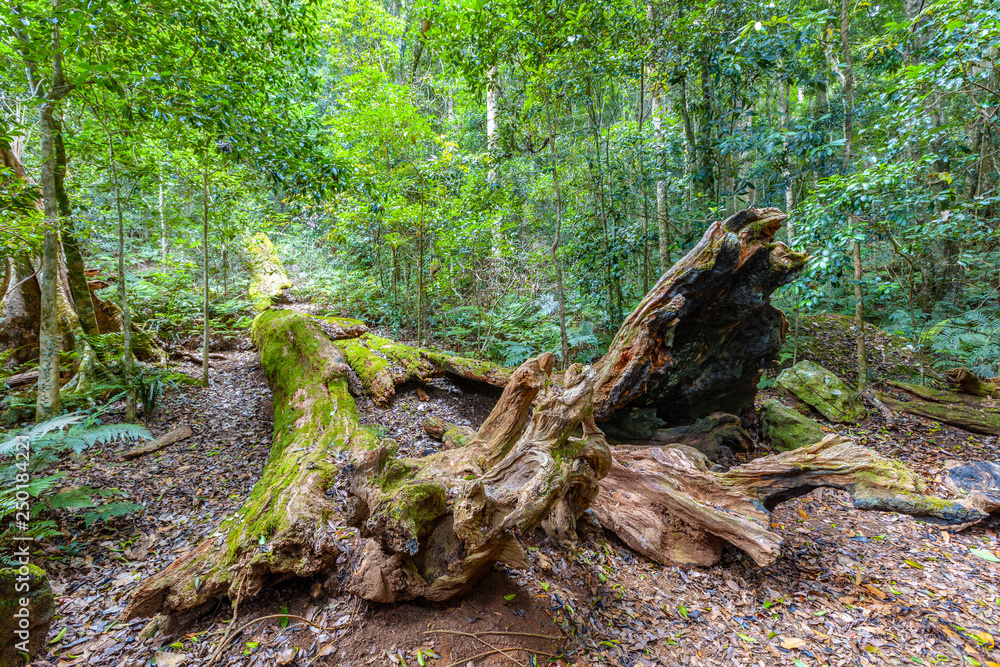 Fallen tree covered with moss in a beautiful lush wild rainforest Fallen tree covered with moss in a beautiful lush wild rainforest