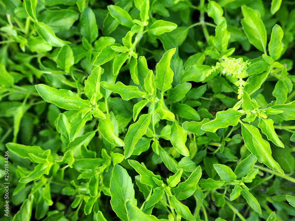 Closeup Photo of Fresh Basil Leaves in the Garden Closeup Photo of Fresh Basil Leaves in the Garden