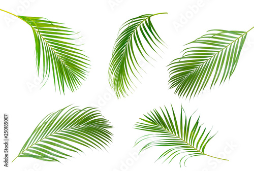  Collection of Palm leaf which sway isolated on white background .