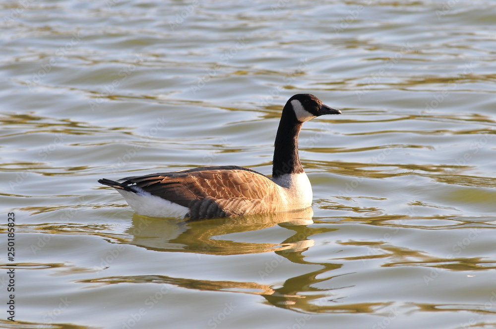 oies sur l'eau oies sur l'eau