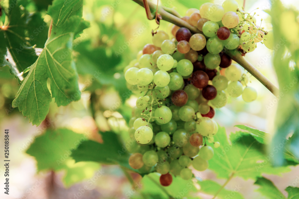 Grapes on tree at sunlight.