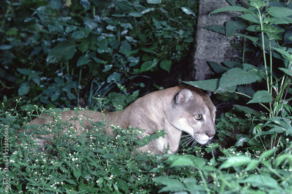 Eastern puma is declared officially extinct cheap