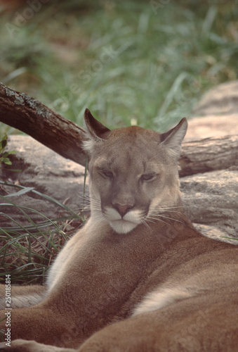 Eastern Cougar Puma Concolor Couguar This photograph was taken in 1986 prior to when they were officially declared extinct in 2018. Stock Photo Adobe Stock