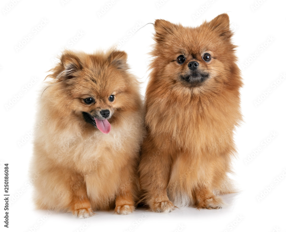 pomeranians in studio pomeranians in studio