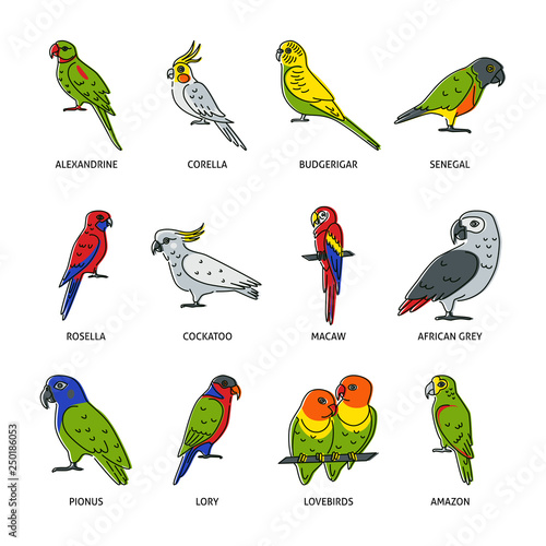 Fototapeta Set of parrot icons in colored line style