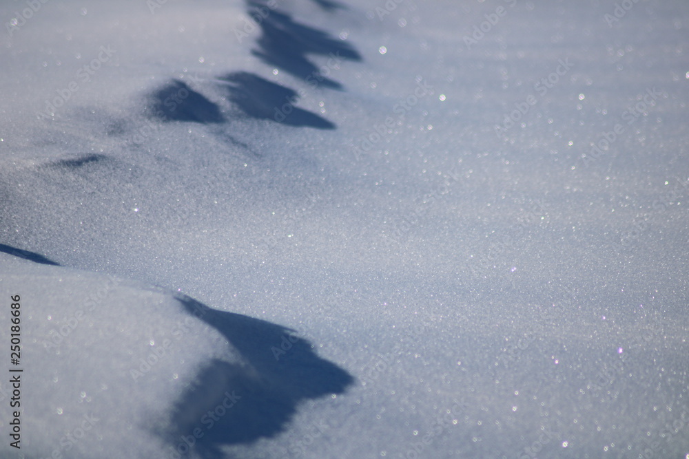 Obraz premium Schneeglanz