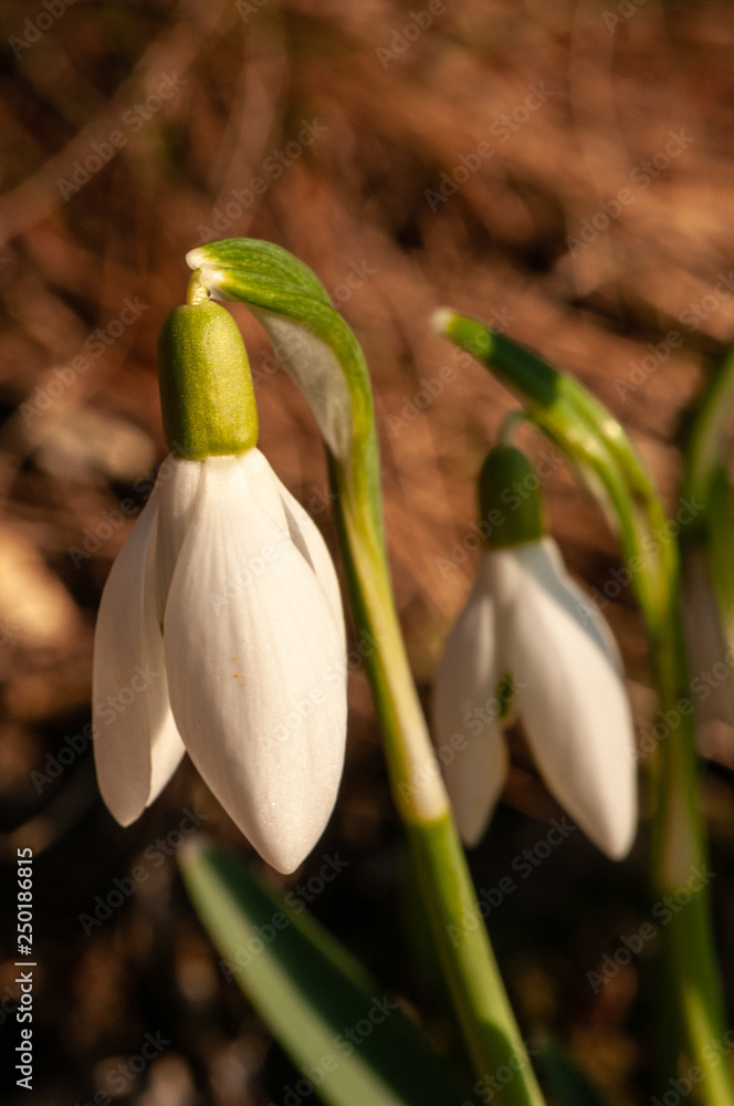 Fototapeta premium Galanthus nivalis in sunset time at field