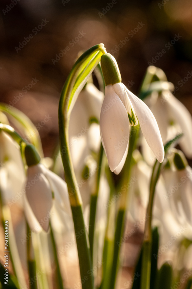Galanthus nivalis in sunset time forest Galanthus nivalis in sunset time forest