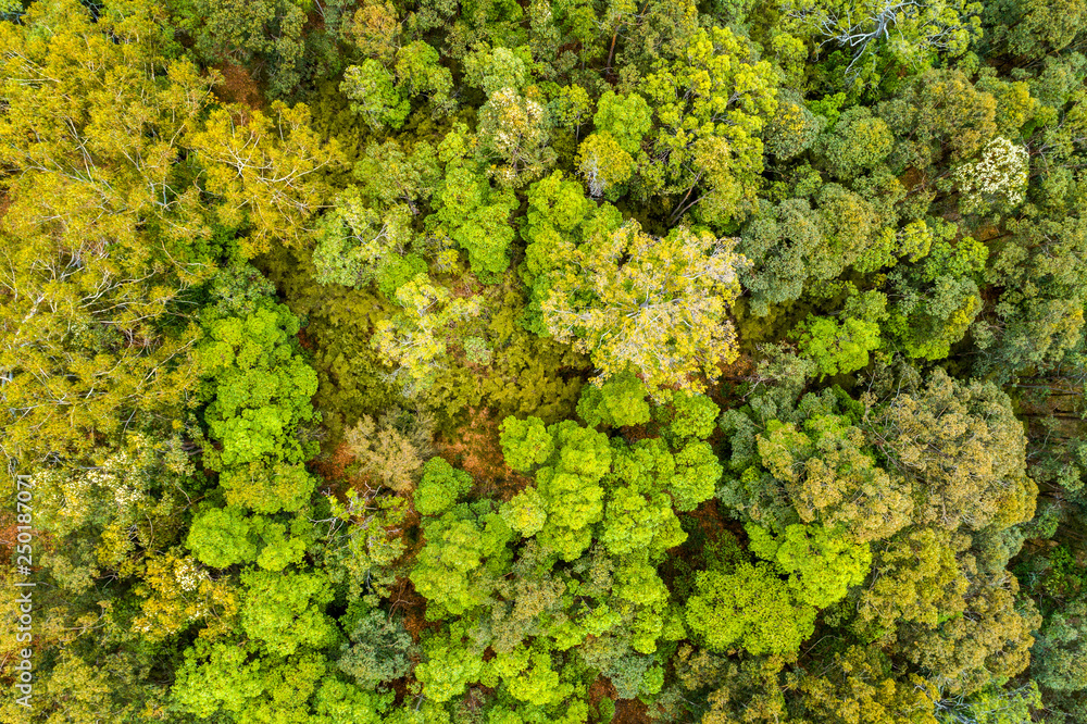 Looking down at native Australian tree tops  - aerial view