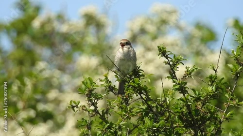 Neuntöter (Laius collurio) Rotrückenwürger, Weibchen würgt Speiballen aus photo