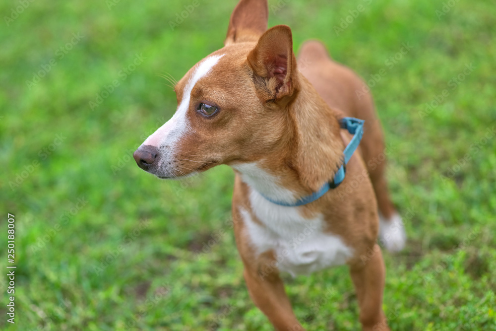 Jack Russell Terrier playful dog closeup