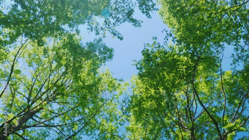 Spring walk under the green alley, the sun shines through the branches of trees Spring walk under the green alley, the sun shines through the branches of trees