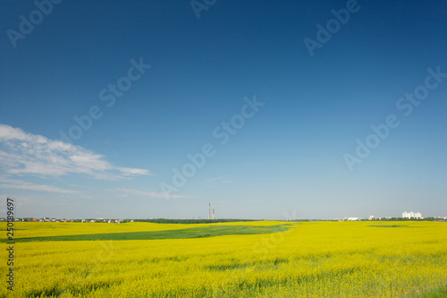 flowering rapeseed field against a blue sky with city