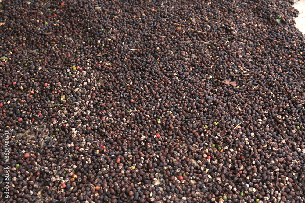 Drying coffee beans in the sun Drying coffee beans in the sun
