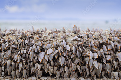 goose barnacles on the beach