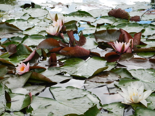 Pink and white water lilies on a lake background
