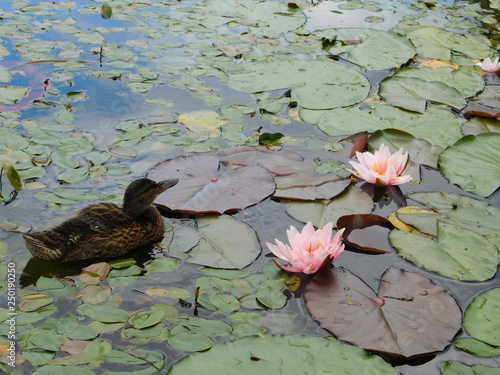 Wild duck on the water among pink water lilies background