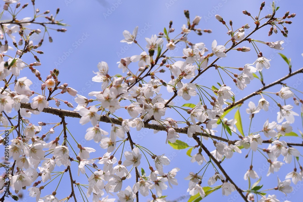 Blooming Wu-She cherry blossom in the Guan-Wu,Belonging to Shei-Pa National Park, Taiwan Blooming Wu-She cherry blossom in the Guan-Wu,Belonging to Shei-Pa National Park, Taiwan