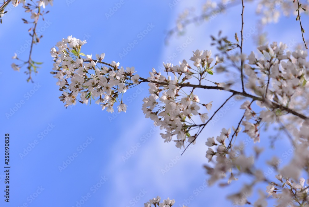Blooming Wu-She cherry blossom in the Guan-Wu,Belonging to Shei-Pa National Park, Taiwan Blooming Wu-She cherry blossom in the Guan-Wu,Belonging to Shei-Pa National Park, Taiwan