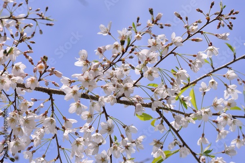 Blooming Wu-She cherry blossom in the Guan-Wu Belonging to Shei-Pa National Park  Taiwan