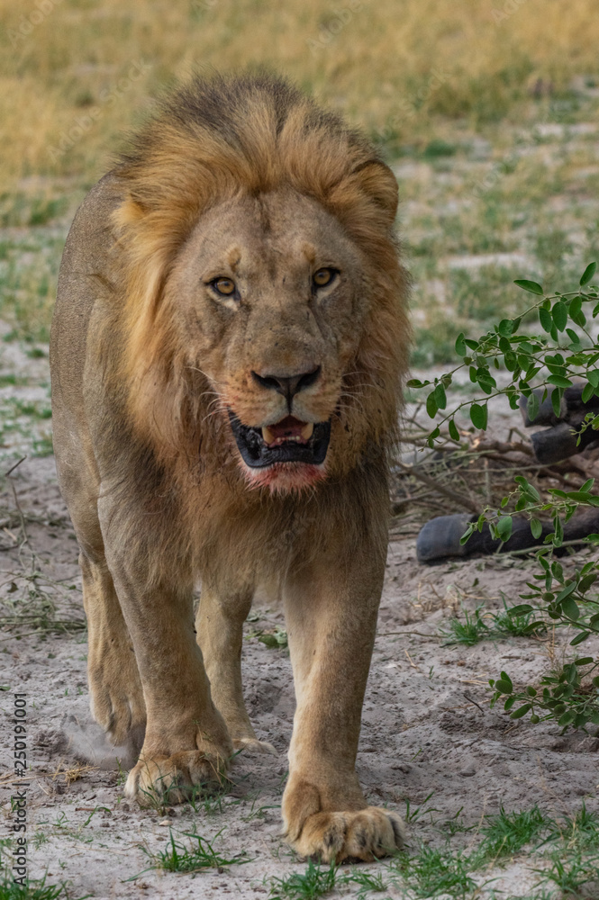 The Savuti North Pride lions roam in the Chobe National Park Botswana.