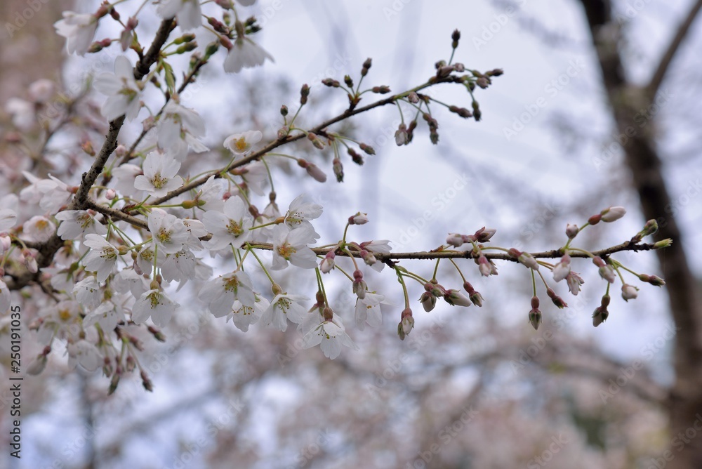 Blooming Wu-She cherry blossom in the Guan-Wu,Belonging to Shei-Pa National Park, Taiwan Blooming Wu-She cherry blossom in the Guan-Wu,Belonging to Shei-Pa National Park, Taiwan